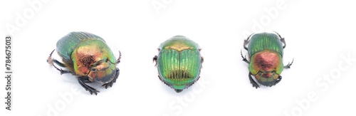 female Phanaeus igneus - is a North American dung scarab beetle three views isolated cutout on white background. The pronotum has a metallic bronze and red coloration. The elytra is metallic green