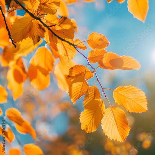 Radiant Autumn Canopy  Vibrant Yellow and Orange Leaves Dance in Sunlight