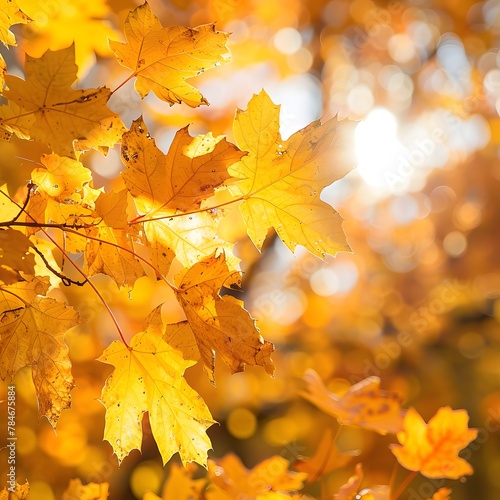 Radiant Autumn Canopy  Vibrant Yellow and Orange Leaves Dance in Sunlight