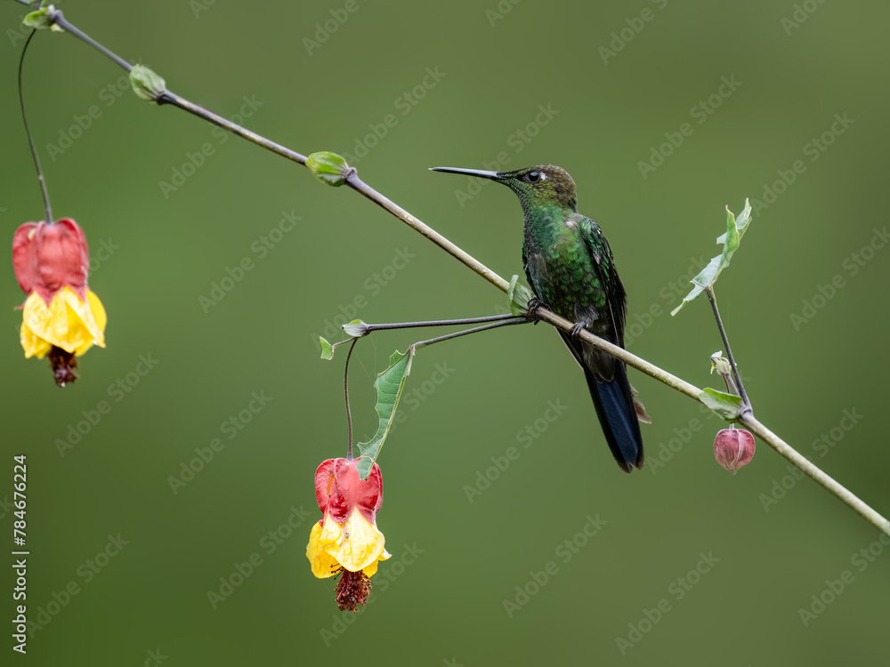 Fototapeta premium Violet-fronted Brilliant Hummingbird on tree branch with red yellow flowers on green background 