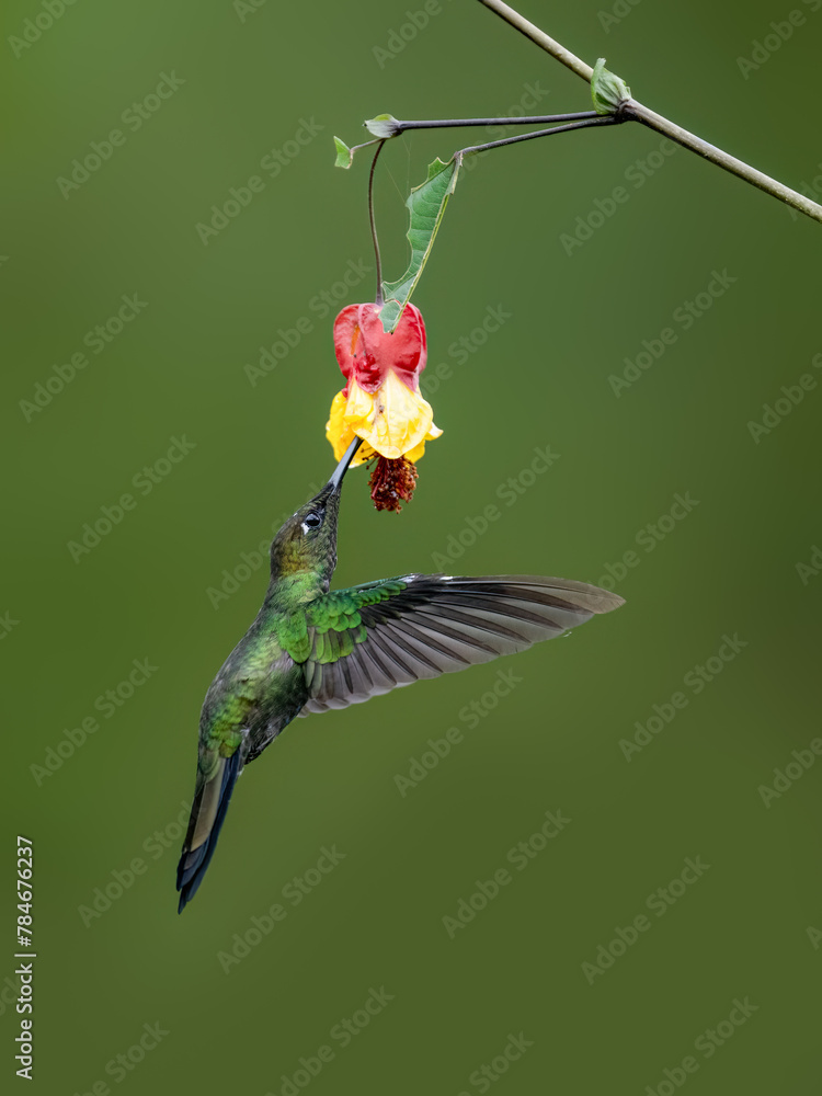 Fototapeta premium Violet-fronted Brilliant Hummingbird in flight collecting nectar from red yellow flower on green background