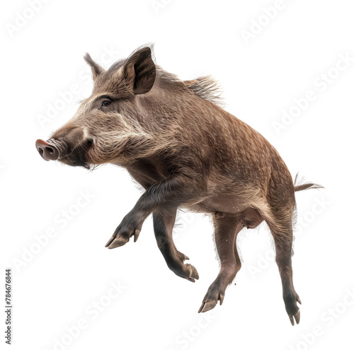 Wild boar mid-leap on a white background