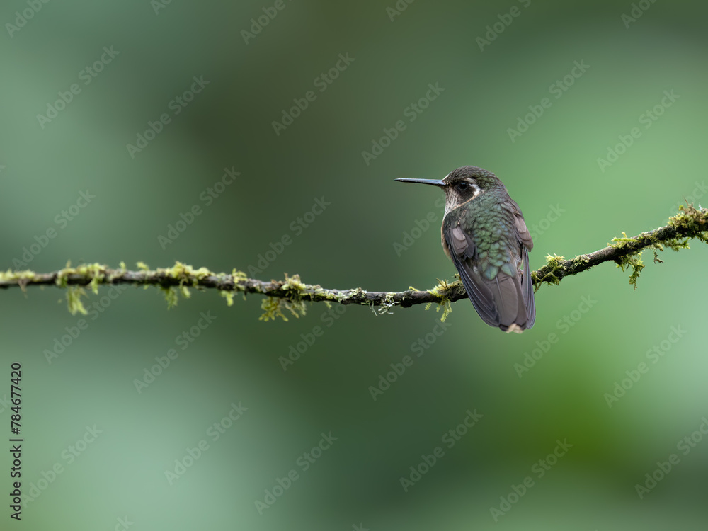 Obraz premium Speckled Hummingbird on mossy stick on green background