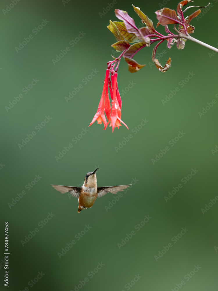 Fototapeta premium White-bellied Woodstar Hummingbird in flight collecting nectar from red flower on green background