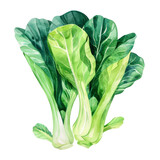 vegetable - Baby bok choy has small, tender leaves and thin stalks, while Shanghai bok choy has larger leaves and thicker stalks.