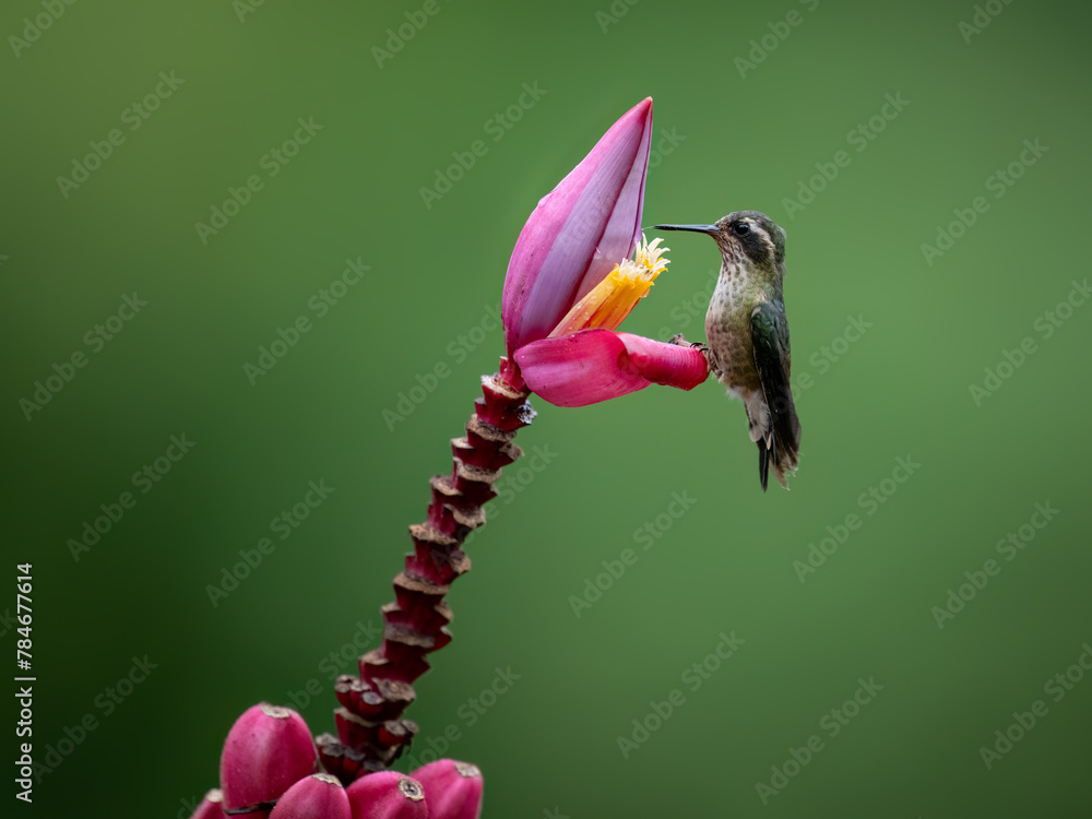Fototapeta premium Speckled Hummingbird collecting nectar from pink flower on green background