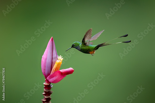 Peruvian-booted Racket-tail Hummingbird in flight collecting nectar from pink flower on green background