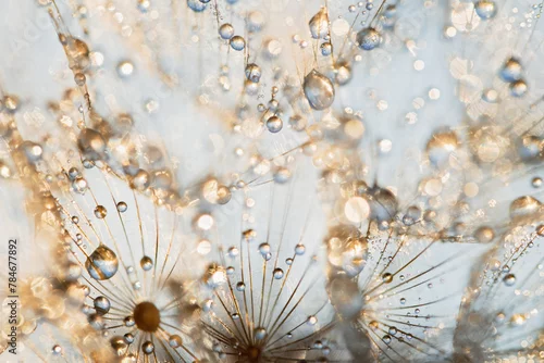 Naklejka Macro nature abstract background. Beautiful dew drops on dandelion seed macro. soft background. Water drops on parachutes dandelion. Copy space. soft selective focus on water droplets. circular shape