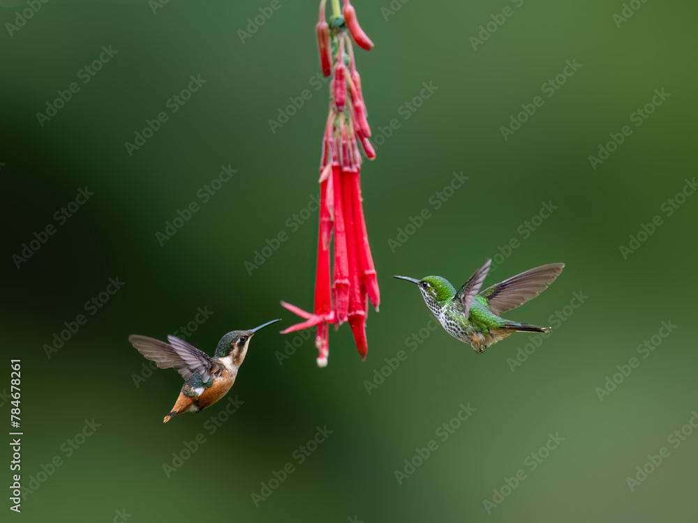 Fototapeta premium White-bellied Woodstar Hummingbird and Speckled Hummingbird in flight collecting nectar from red flower on green background