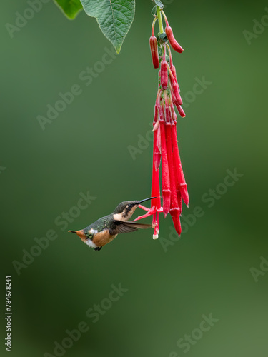 White-bellied Woodstar Hummingbird in flight collecting nectar from red flower on green background photo