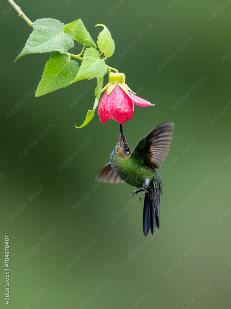 Fototapeta premium Violet-fronted Brilliant Hummingbird in flight collecting nectar from pink flower on green background