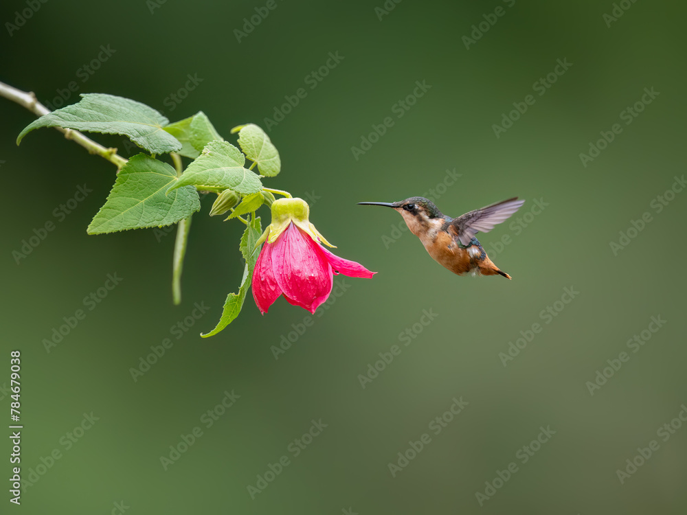 Fototapeta premium White-bellied Woodstar Hummingbird in flight collecting nectar from pink flower on green background