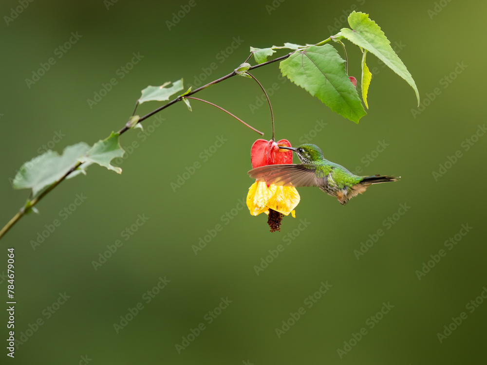 Fototapeta premium Speckled Hummingbird in flight collecting nectar from red yellow flower on green background