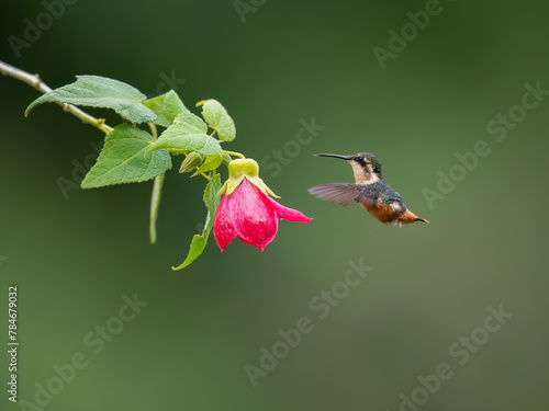 White-bellied Woodstar Hummingbird in flight collecting nectar from pink flower on green background photo