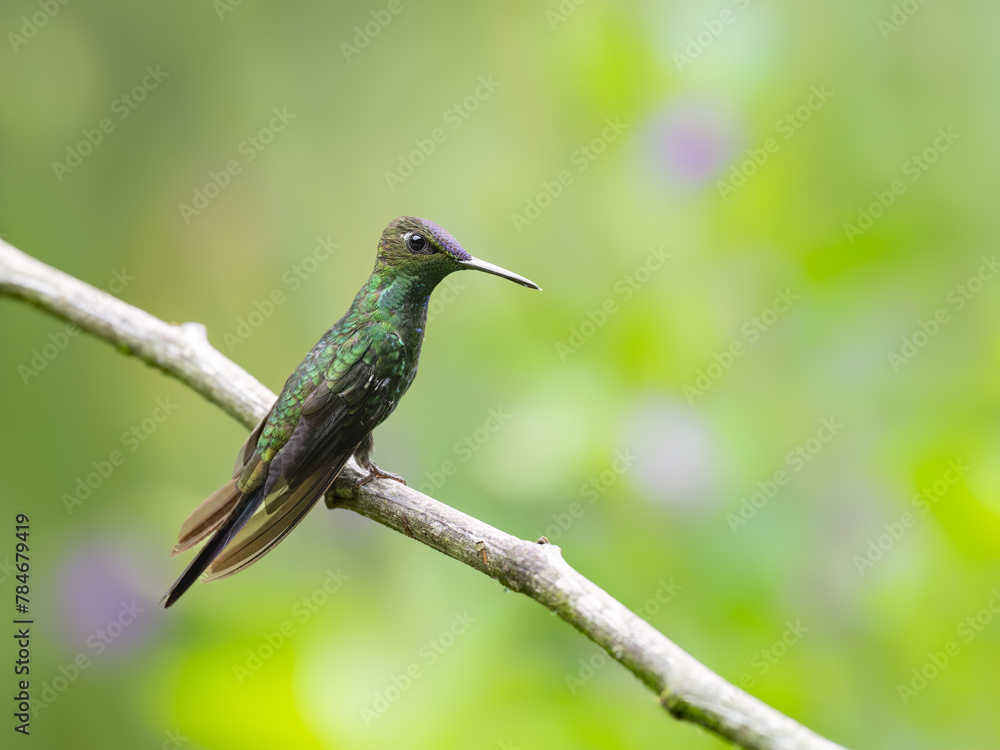 Obraz premium Violet-fronted Brilliant Hummingbird on stick on green background