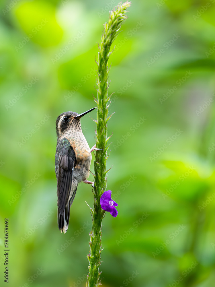 Obraz premium Speckled Hummingbird on plant stem on green background 