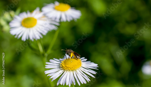 Bee on flower while pollinating