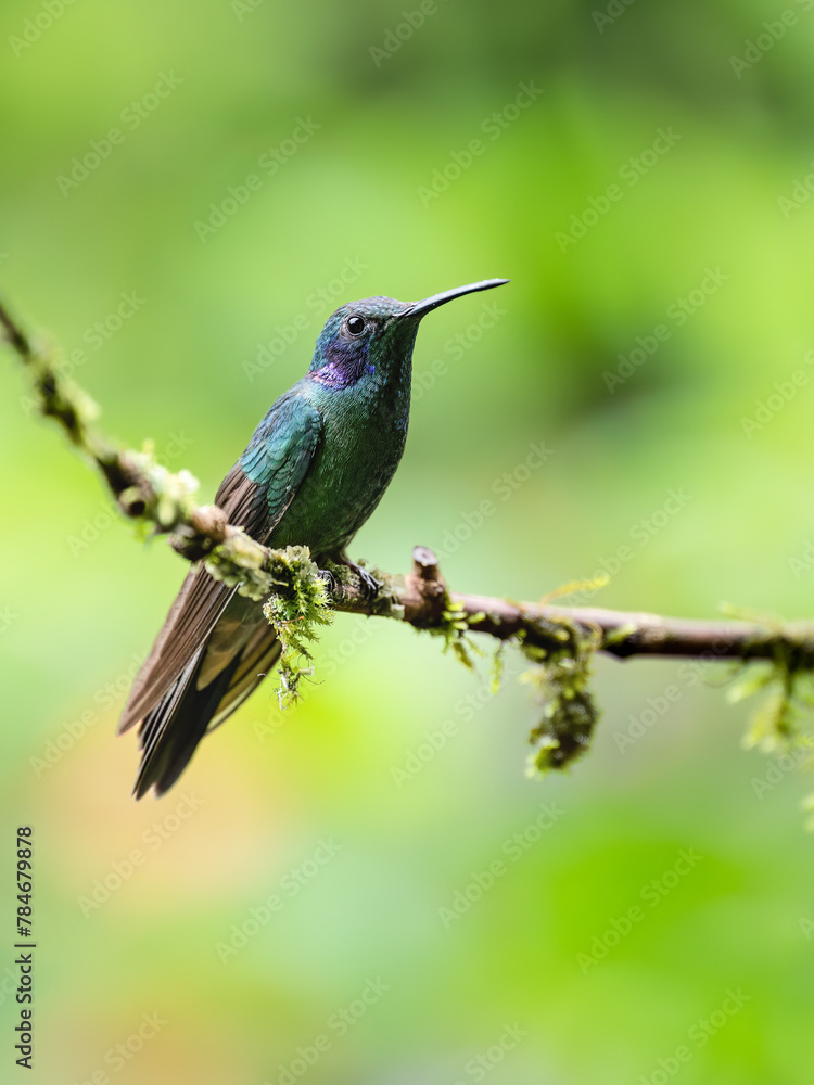 Naklejka premium Sparkling Violetear Hummingbird on stick against green background