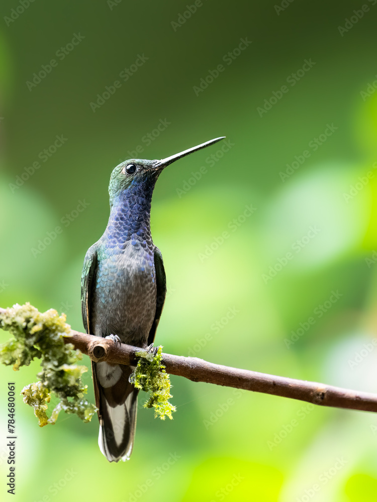 Fototapeta premium Green-backed Hillstar on mossy stick on green background