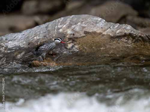 Rare Male Torrent duck  in the mountain river with stones, Ecuador