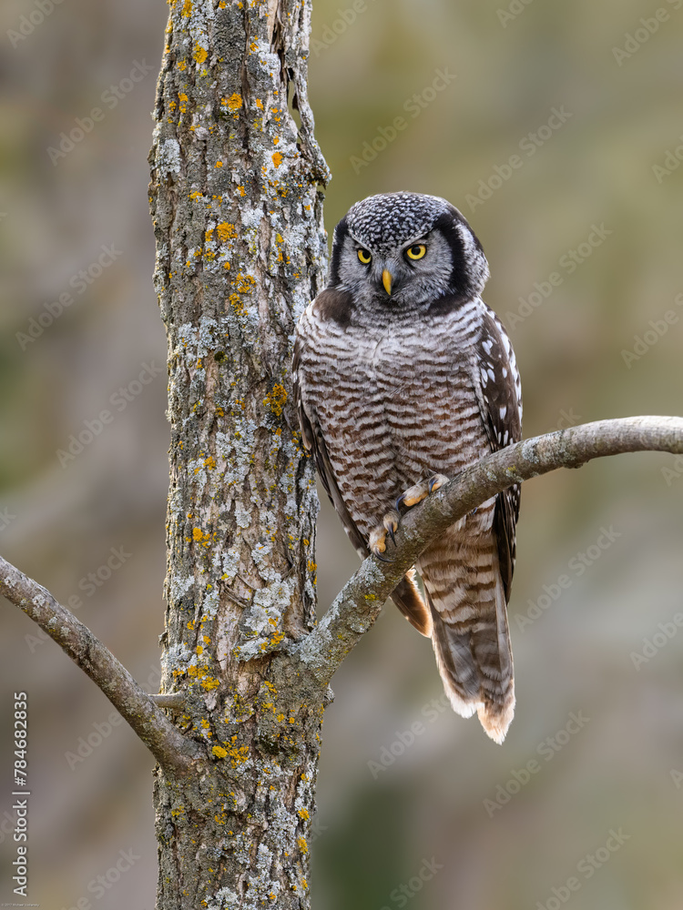 Fototapeta premium Northern Hawk Owl on tree branch against gray brown blur background