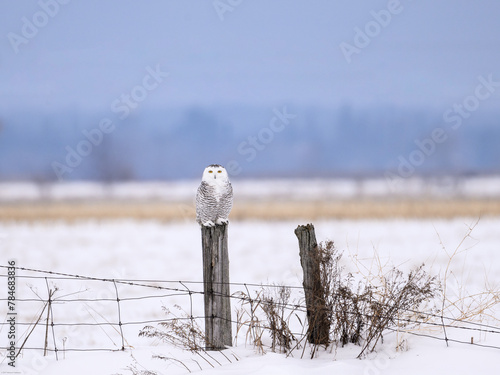 Female Snowy Owl on fence post on the farmer's field covered in snow