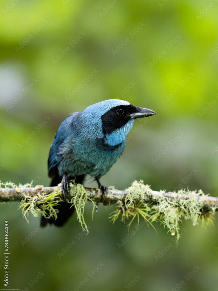 Obraz premium Inca Jay on mossy tree branch against dark green background