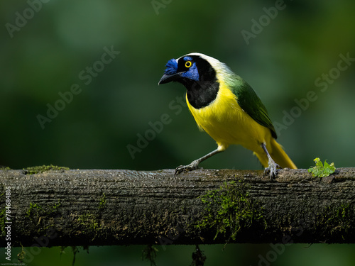 Inca Jay on mossy tree branch against dark green background photo