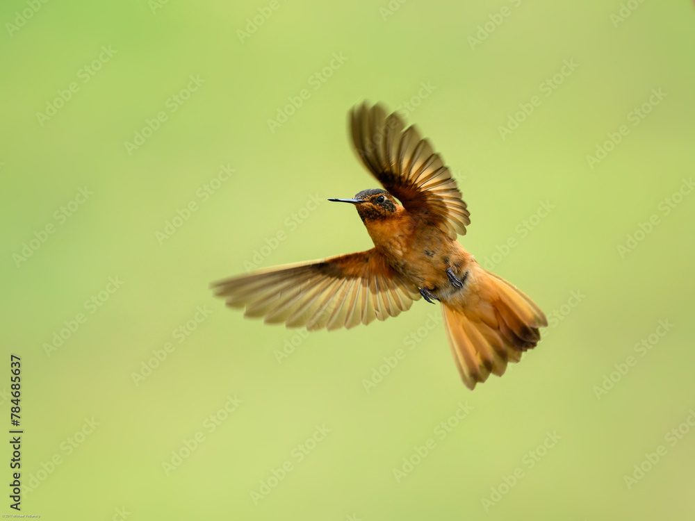 Obraz premium Shining Sunbeam Hummingbird in flight on green yellow blur background