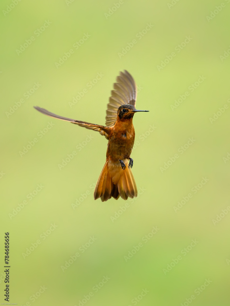 Fototapeta premium Shining Sunbeam Hummingbird in flight on green yellow blur background
