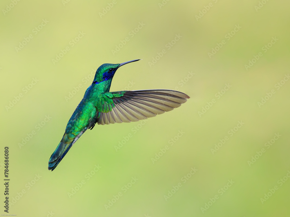 Fototapeta premium Sparkling Violetear Hummingbird in flight on green yellow blur background