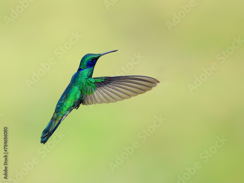 Sparkling Violetear Hummingbird in flight on green yellow blur background