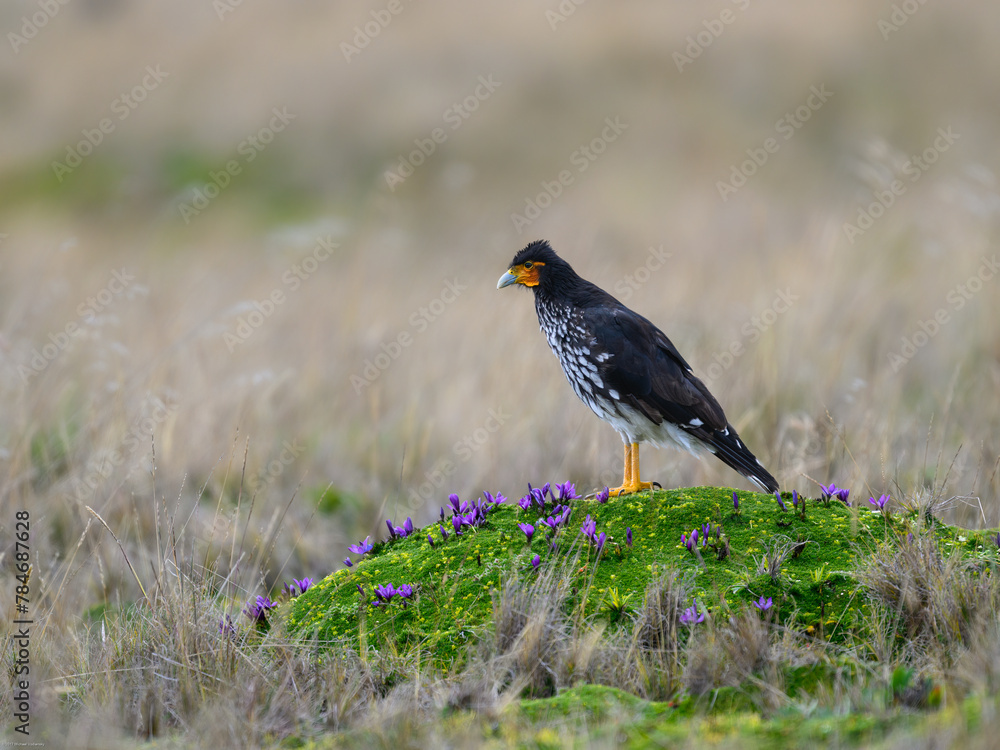 Fototapeta premium Carunculated Caracara beautiful bird of prey foraging on the field, Andean mountains, Antisana, Ecuador