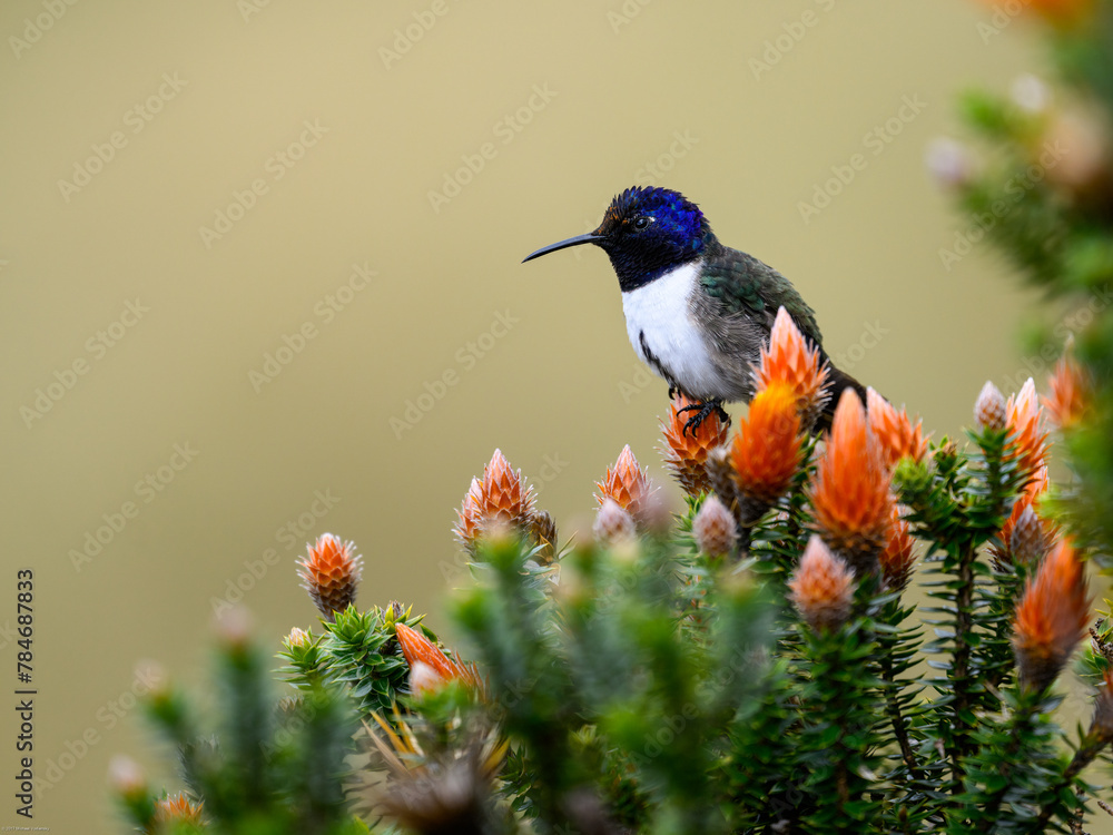 Fototapeta premium Ecuadorian Hillstar hummingbird feeding on the national flower of Ecuador Chuquiraga 