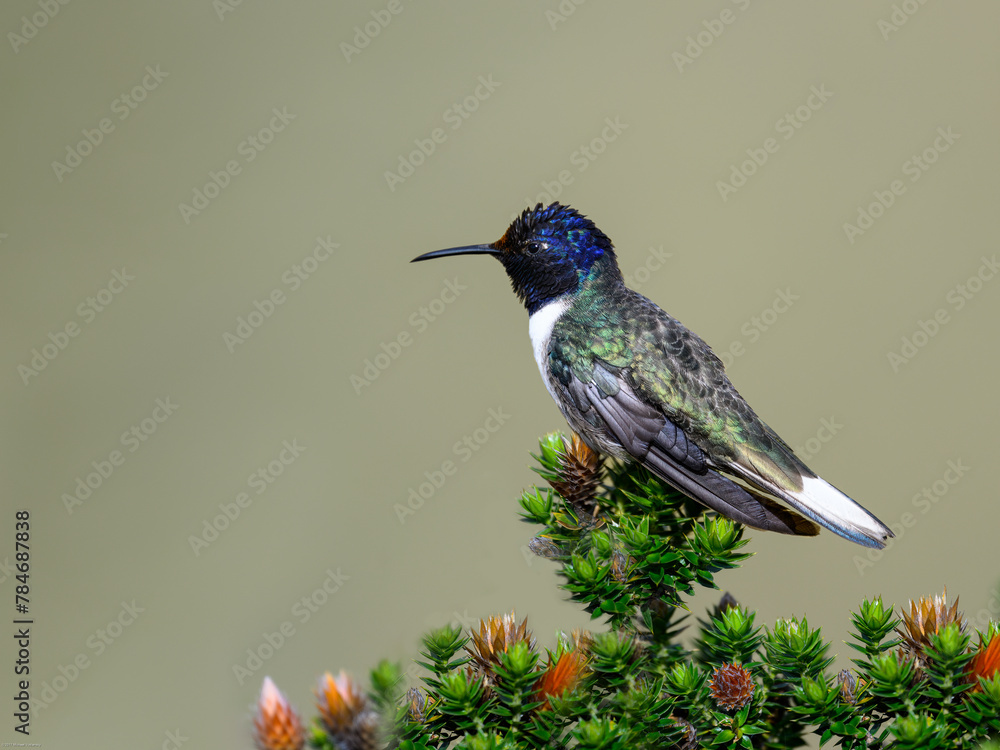 Naklejka premium Ecuadorian Hillstar hummingbird feeding on the national flower of Ecuador Chuquiraga 