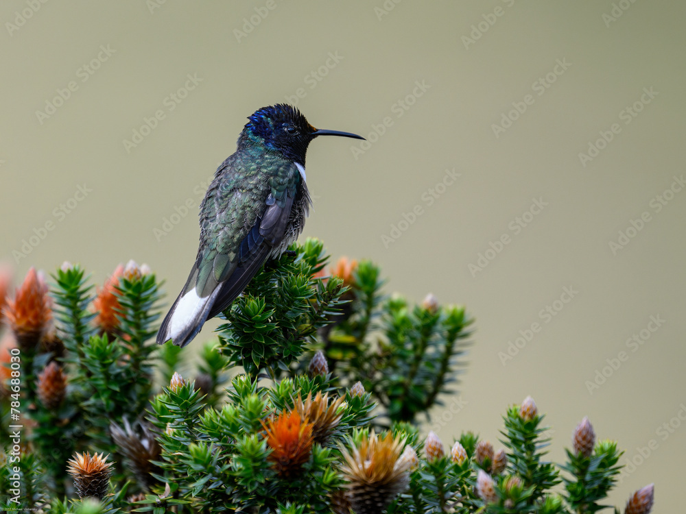 Fototapeta premium Ecuadorian Hillstar hummingbird on tree branch in Ecuador 