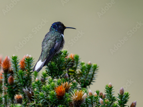 Ecuadorian Hillstar hummingbird on tree branch in Ecuador  photo