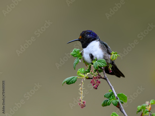 Ecuadorian Hillstar hummingbird on tree branch in Ecuador 