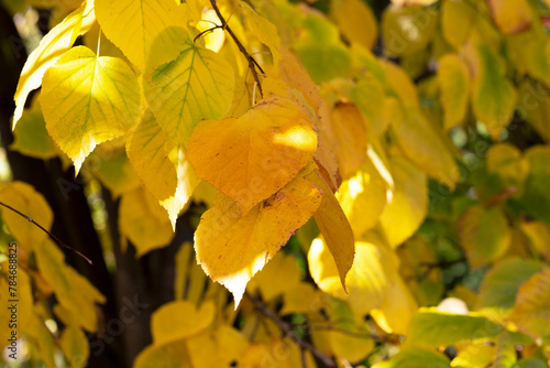 Close-up of a yellowed autumn linden leaf, still green in color, with a twig in its natural environment against the background of other yellow leaves.