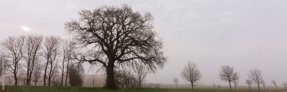 misty morning in the field with solitary tree.