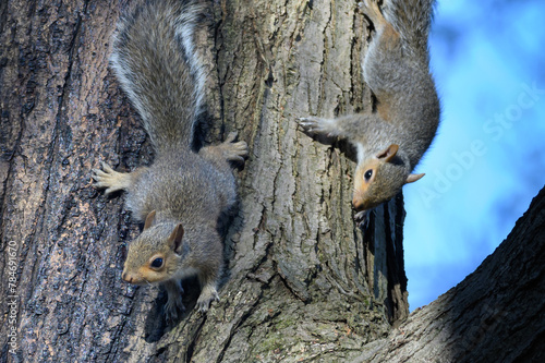Baby Squirrels