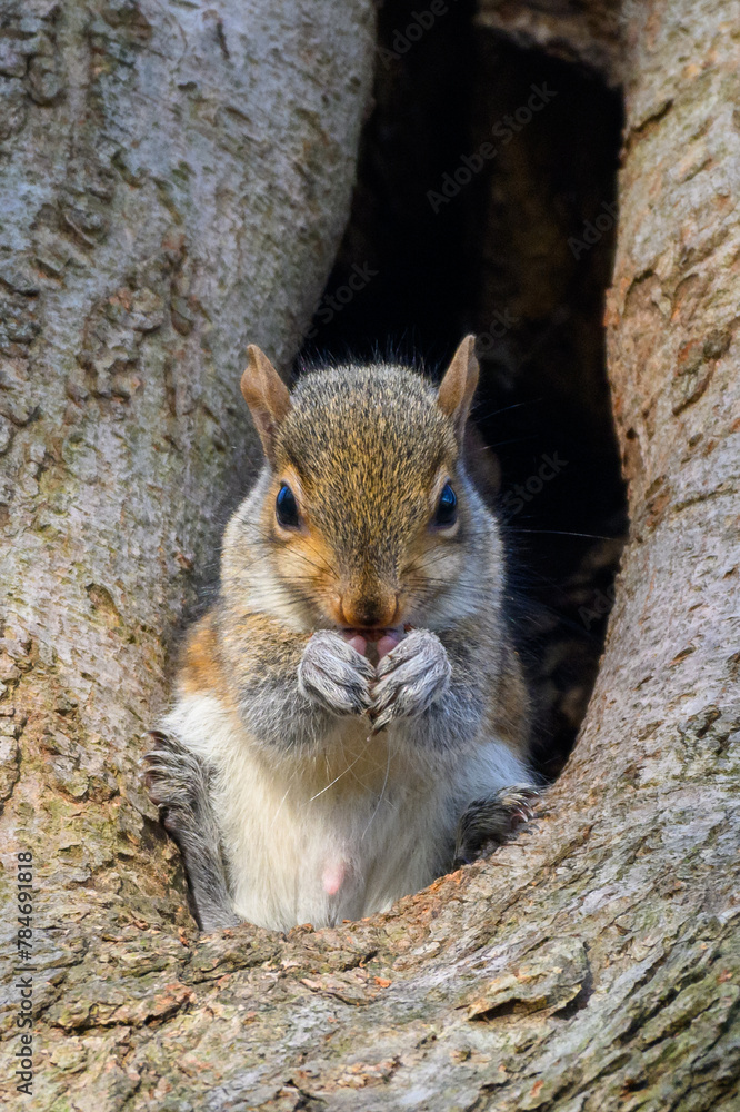 Baby Squirrels Baby Squirrels