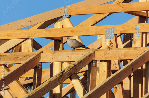 A partial view of framing of a wooden home under construction with a grey dove perched on one of the beams