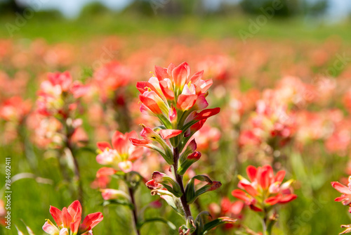 Closeup of a bright red, Indian Paintbrush flower blooming in a field with a blurry background of green grass in a meadow blanketed in more flowers. © Stretch Clendennen