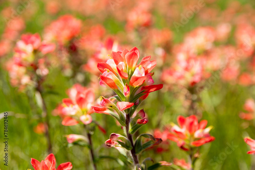Closeup of a bright red, Indian Paintbrush flower blooming in a field with a blurry background of green grass in a meadow blanketed in more flowers.