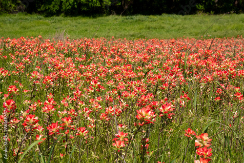 A bright patch of beautiful, red Indian Paintbrush flowers growing in a field on a sunny, Spring morning.