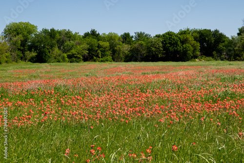 A bright patch of beautiful  red Indian Paintbrush flowers growing in a field on a sunny  Spring morning.