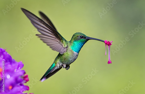 Green Violetear hummingbird Colibri thalassinus
 photo