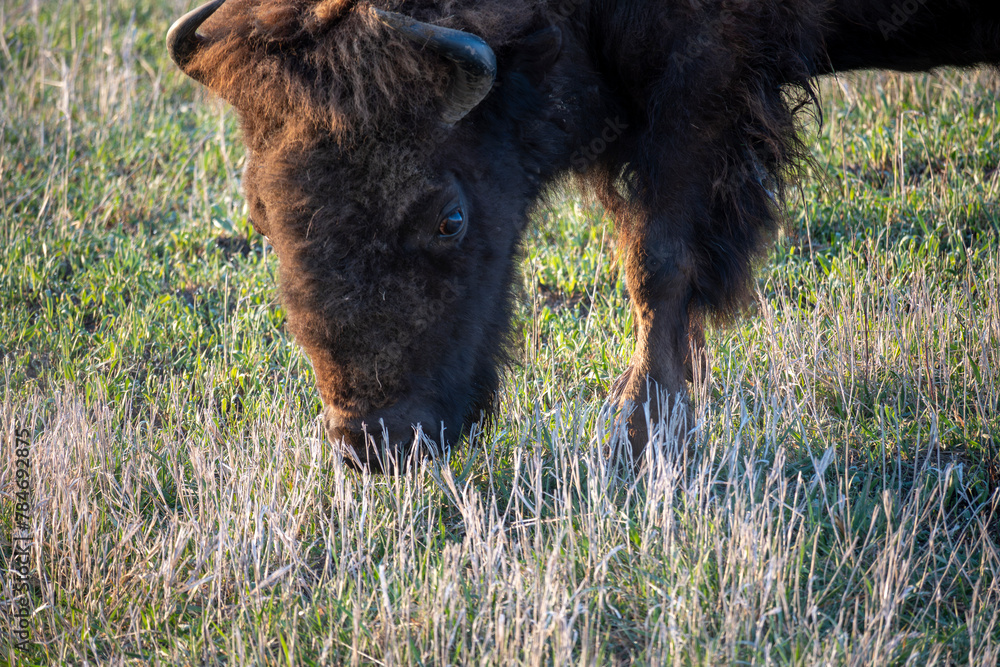 Fototapeta premium American Bison in the Prairie