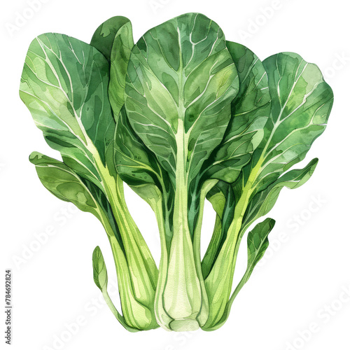 vegetable - Green Bok choy